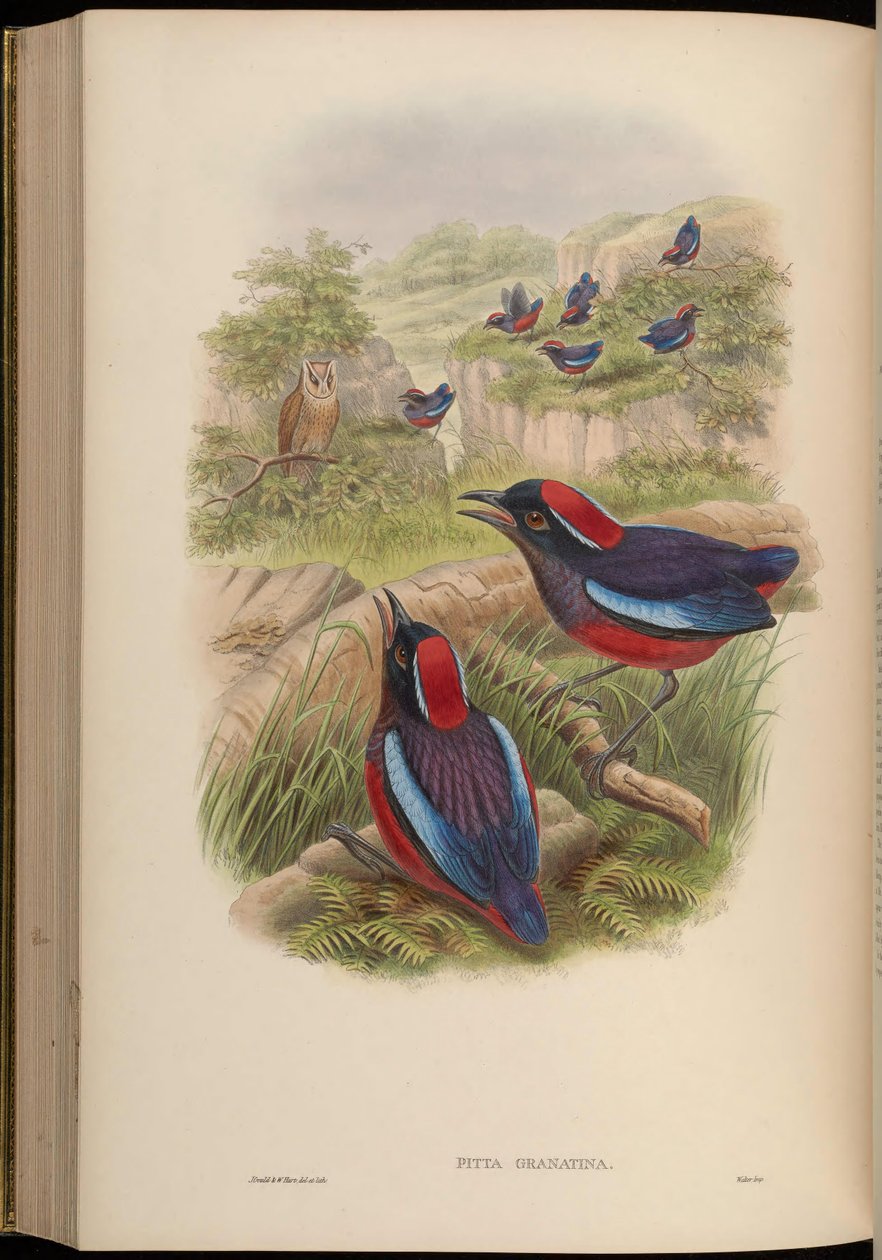 Pitta granatina = Erythropitta granatina granatina de John Gould