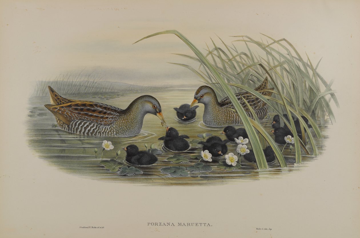 Porzana Maruetta - Grulla moteada de John Gould