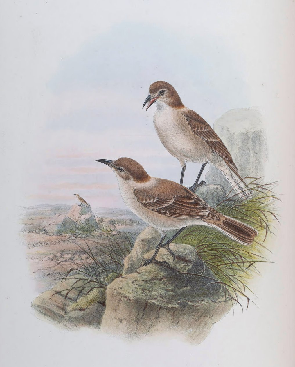 Pseudopodoces humilis (sin. Parus humilis) de John Gould