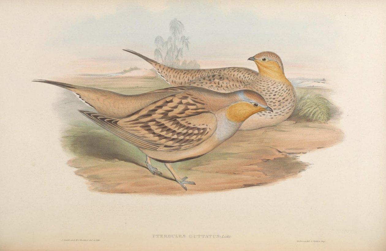Pterocles guttatus de John Gould