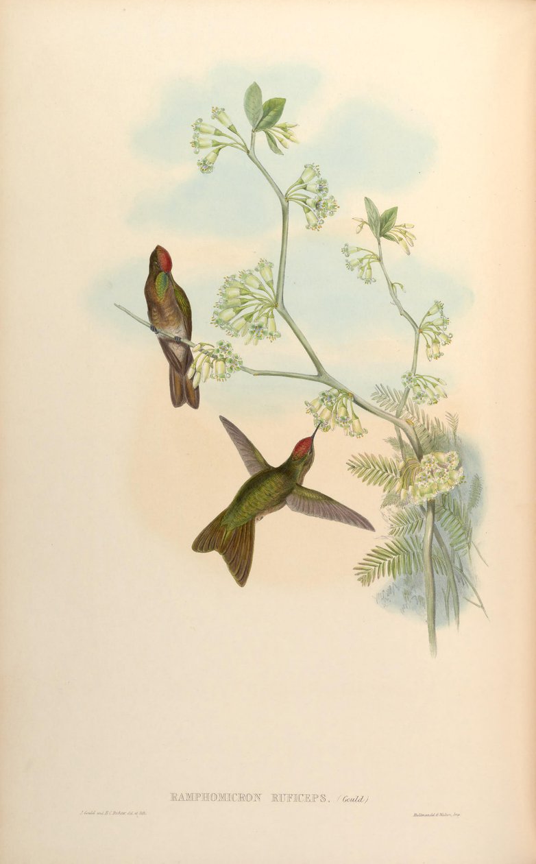 Ramphomicron ruficeps = Chalcostigma ruficeps de John Gould