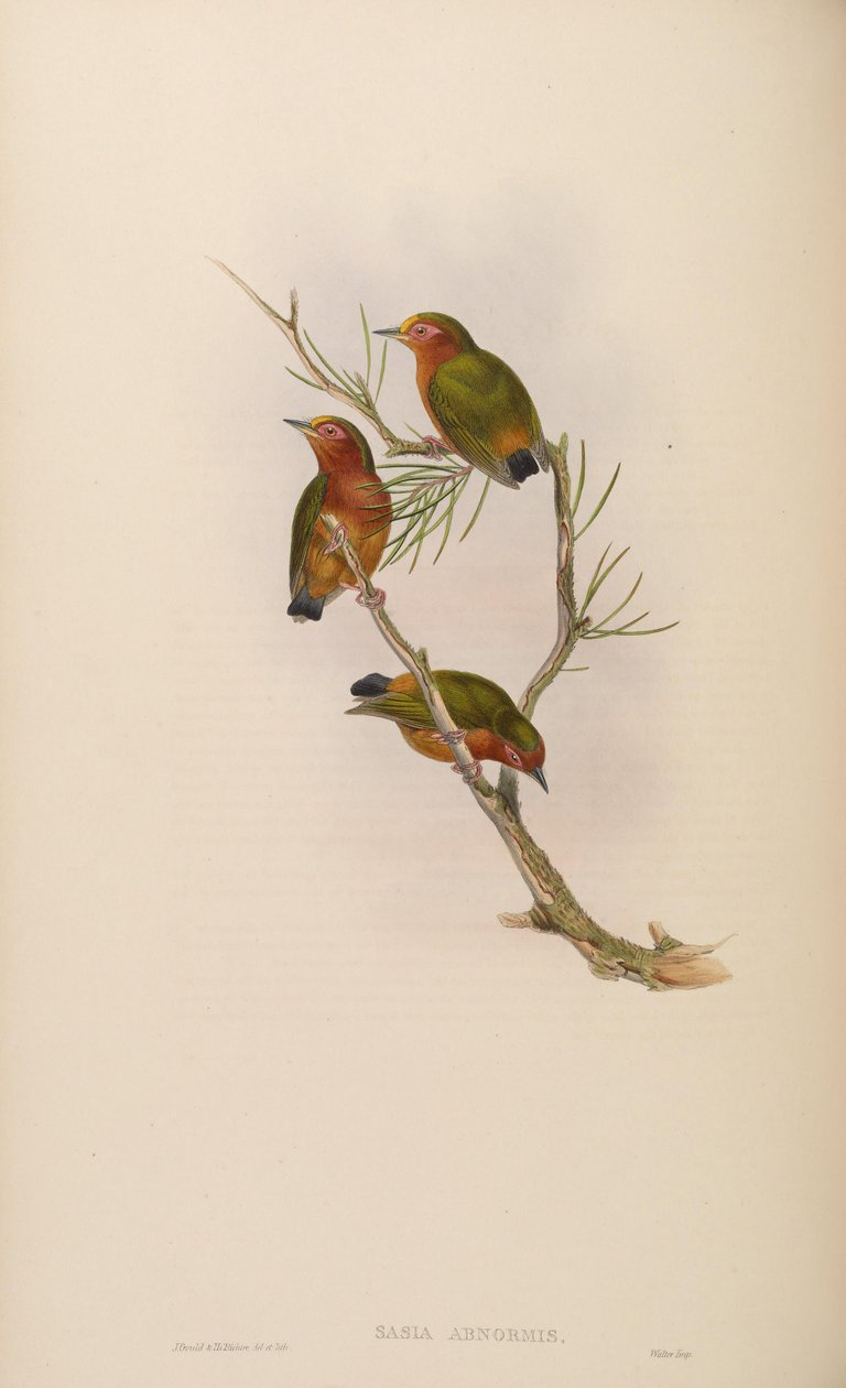 Sasia abnormis de John Gould