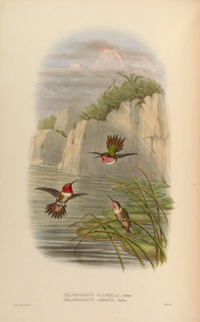 Selasphorus ardens macho, hembra Selasphorus flammula macho de John Gould