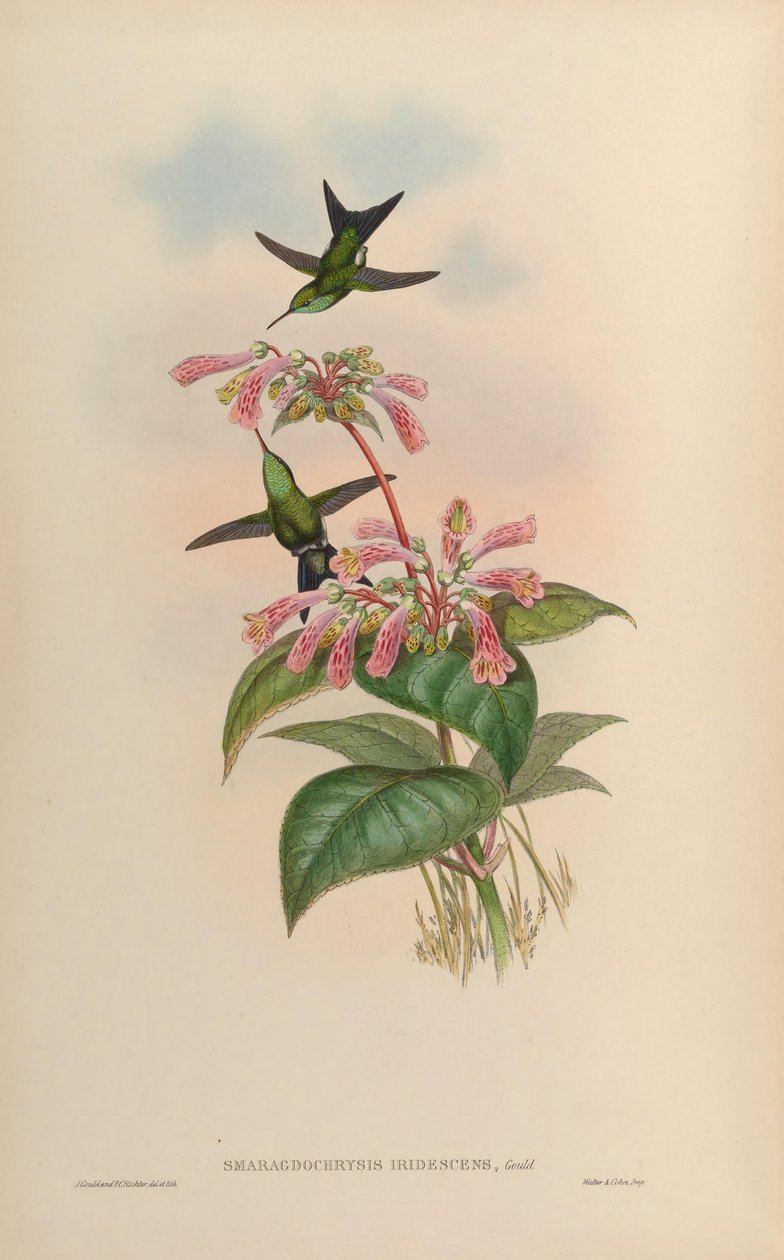 Smaragdochrysis iridescens de John Gould