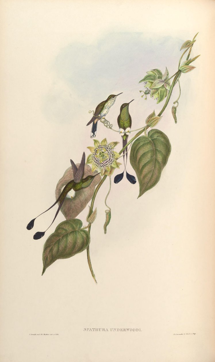 Spathura underwoodi = Ocreatus underwoodii melanantherus de John Gould