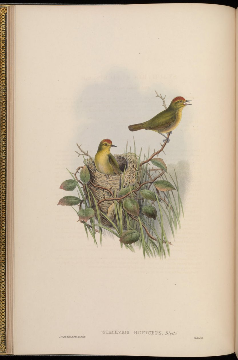 Stachyris ruficeps = Stachyridopsis ruficeps de John Gould