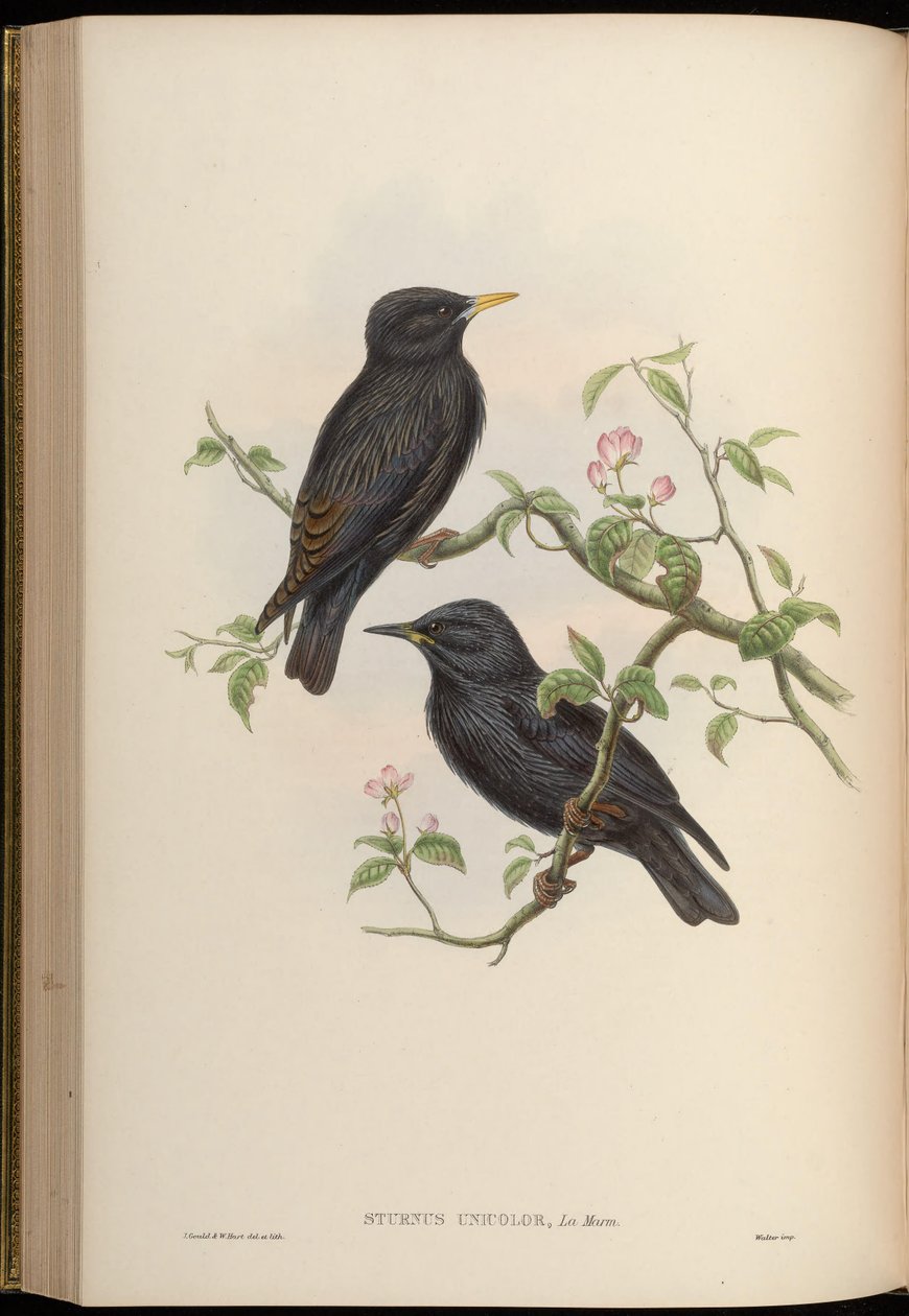 Estornino negro de John Gould