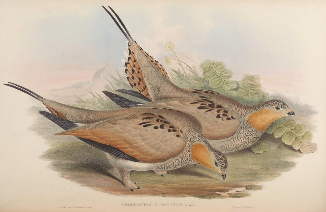 Syrrhaptes tibetanus de John Gould
