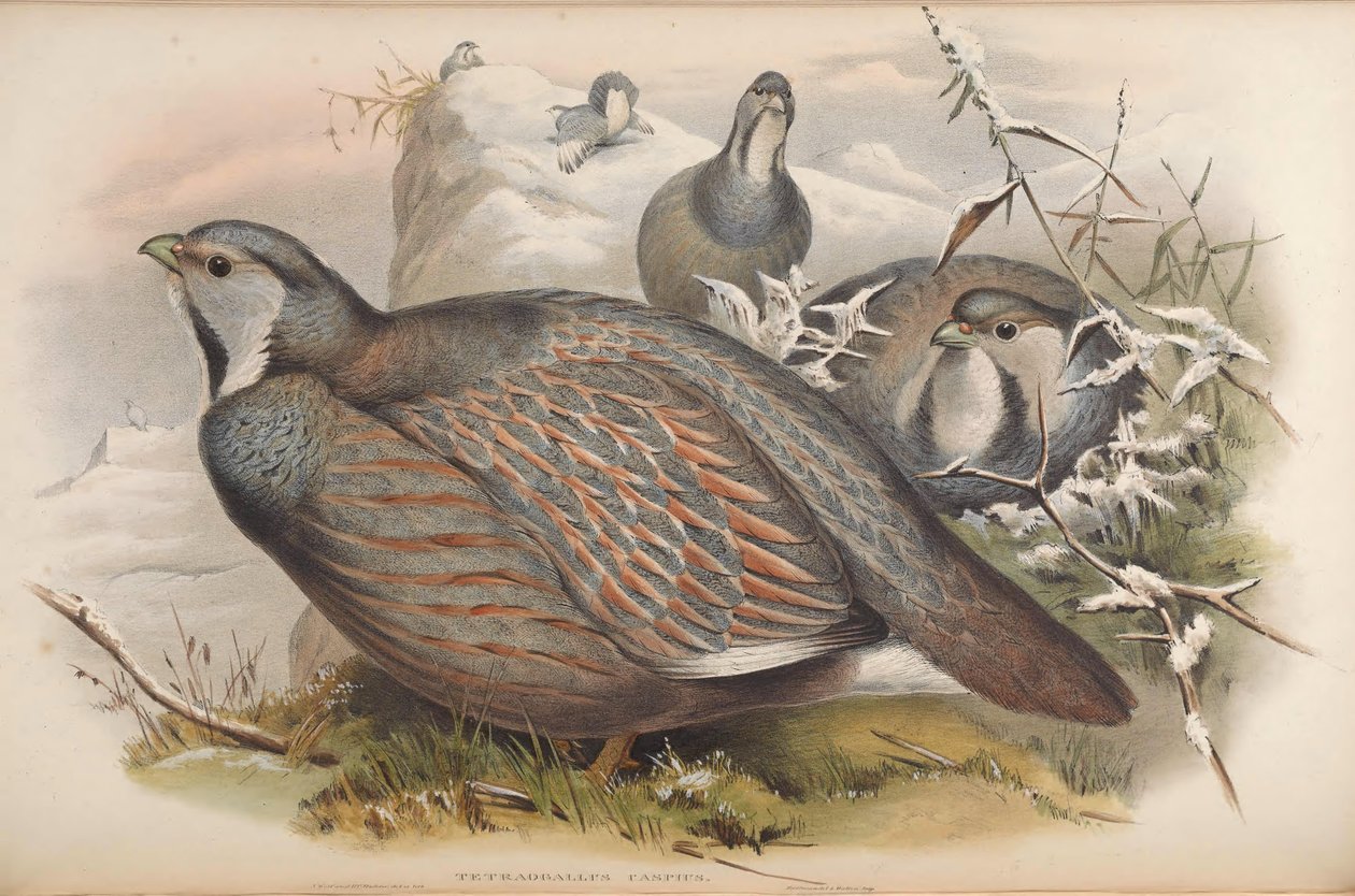 Tetraogallus caspius de John Gould