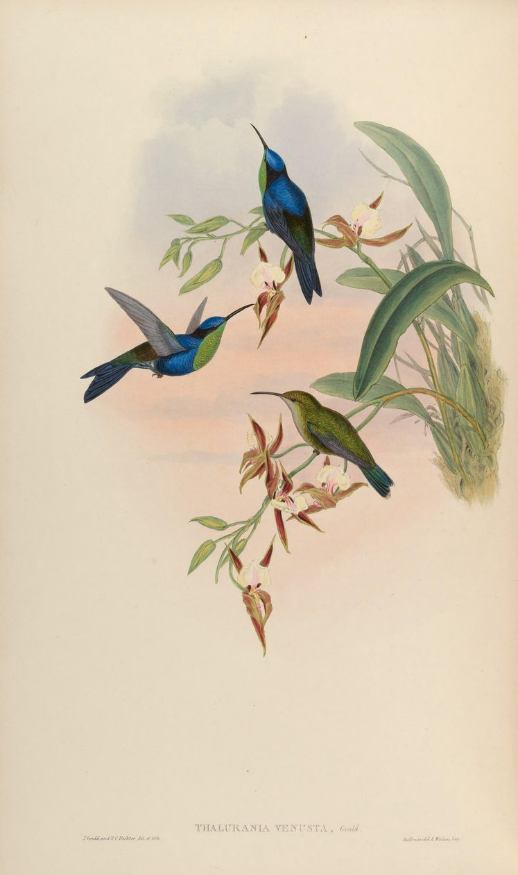 Thalurania venusta = Thalurania furcata venusta de John Gould