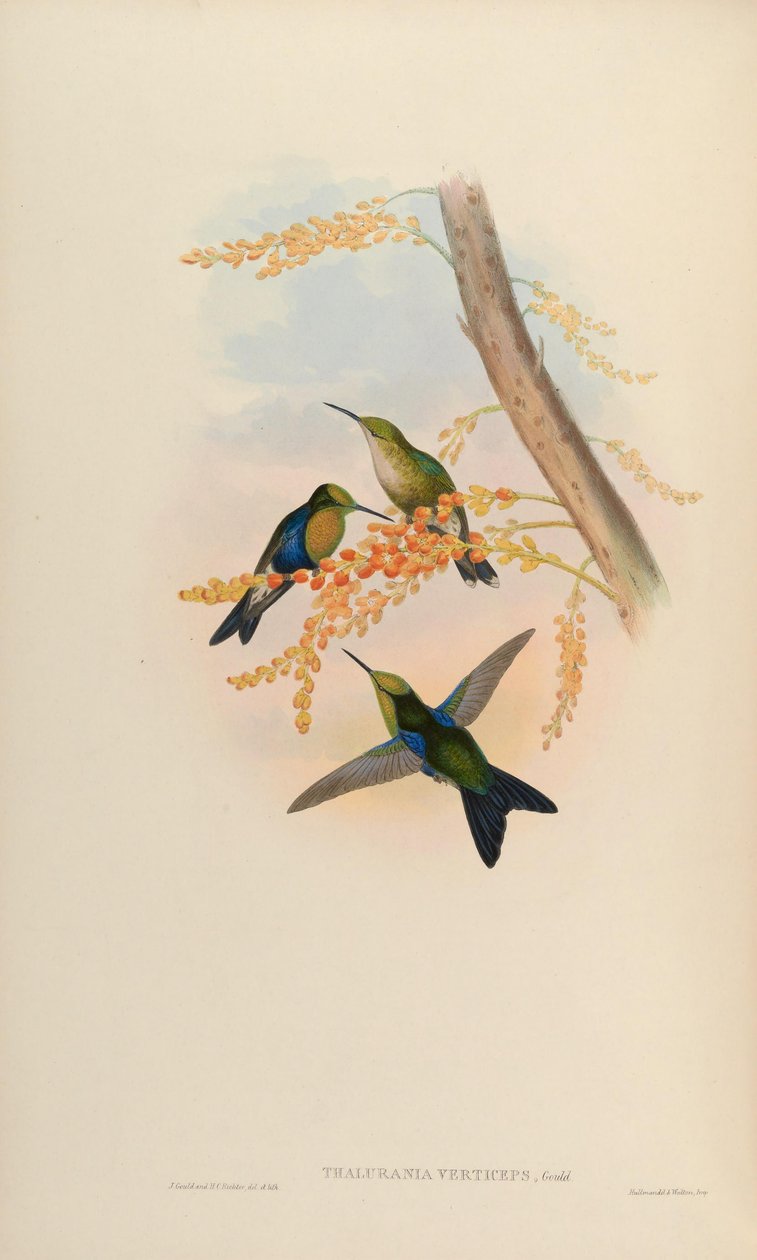 Thalurania verticeps = Thalurania fannyi verticeps de John Gould
