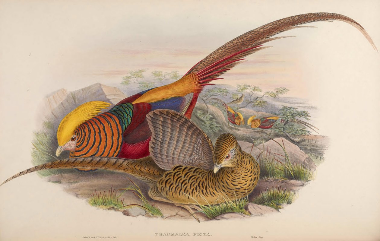 Thaumalea picta = Chrysolophus pictus de John Gould