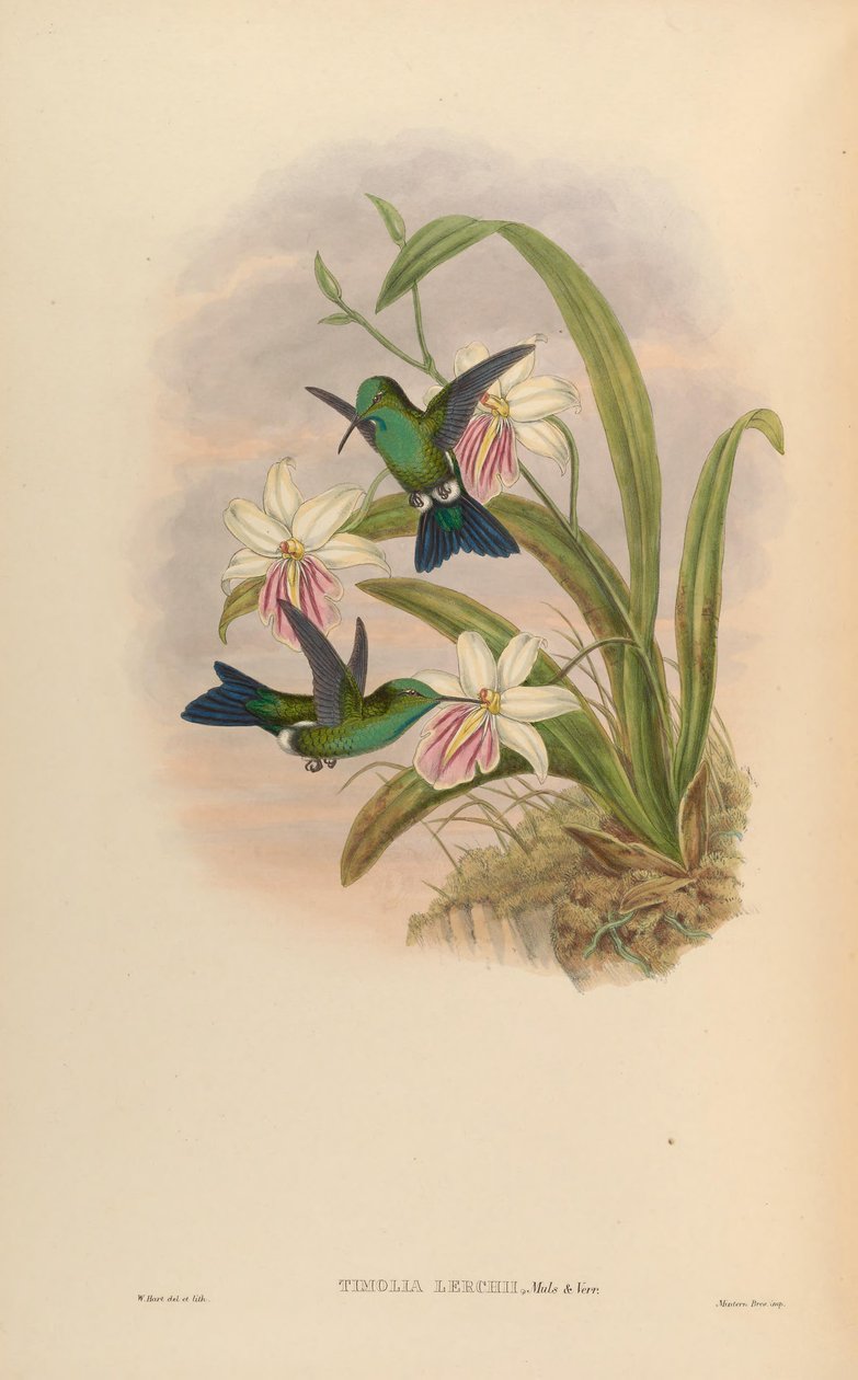 Timolia lerchi = Thalurania furcata x Chrysuronia oenone? de John Gould