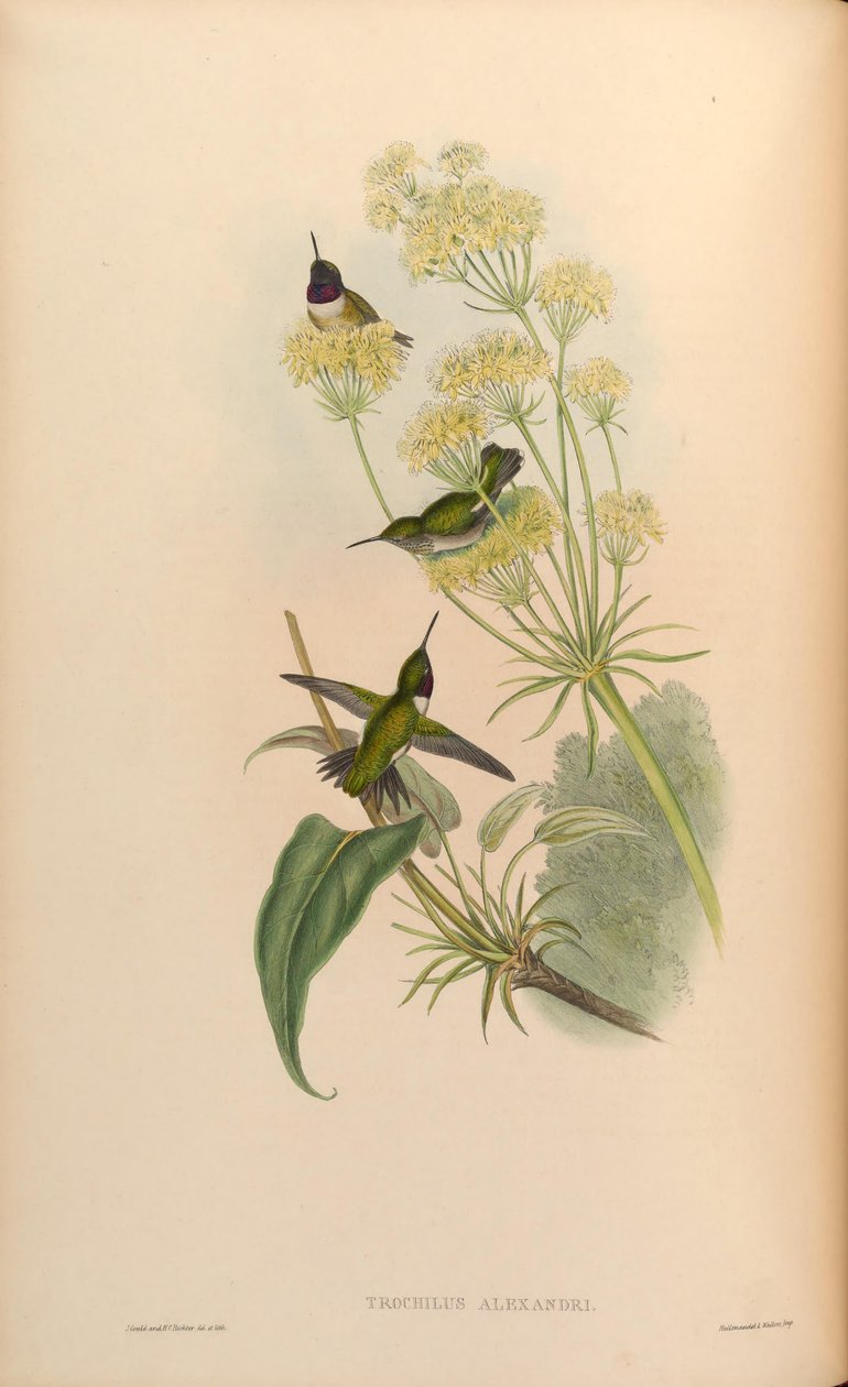 Trochilus alexandri = Archilochus alexandri de John Gould