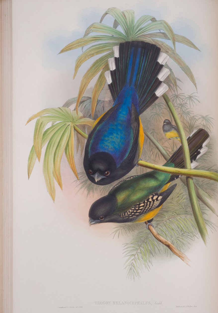 Trogón Melanocephalus, lámina de Las aves de Gran Bretaña de John Gould, publicado 1862-73 de John Gould