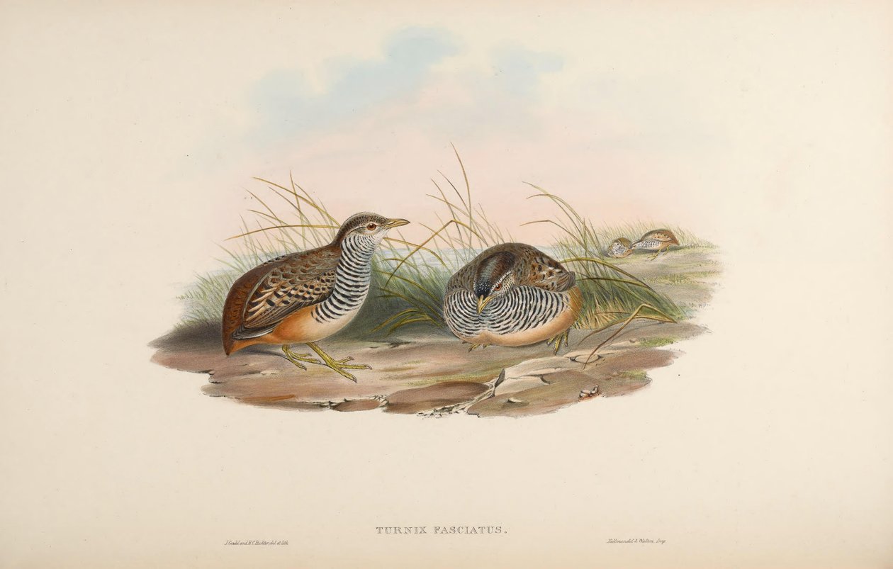Turnix fasciata de John Gould