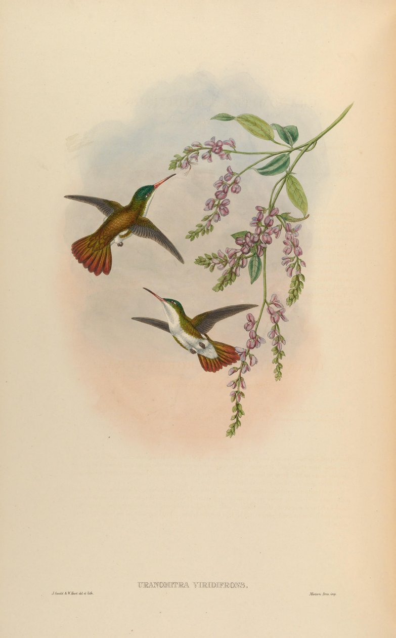 Uranomitra viridifrons = Amazilia viridifrons viridifrons de John Gould