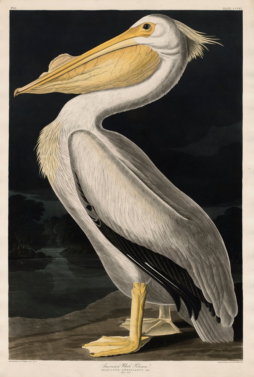 Pelícano Blanco Americano, 1836 de John James Audubon