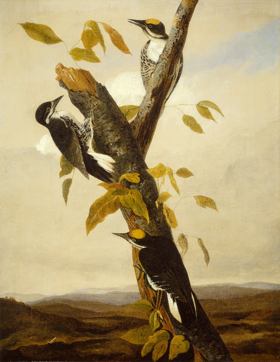 Pájaro Carpintero de Tres Dedos de Espalda Negra, 1831-3 de John James Audubon