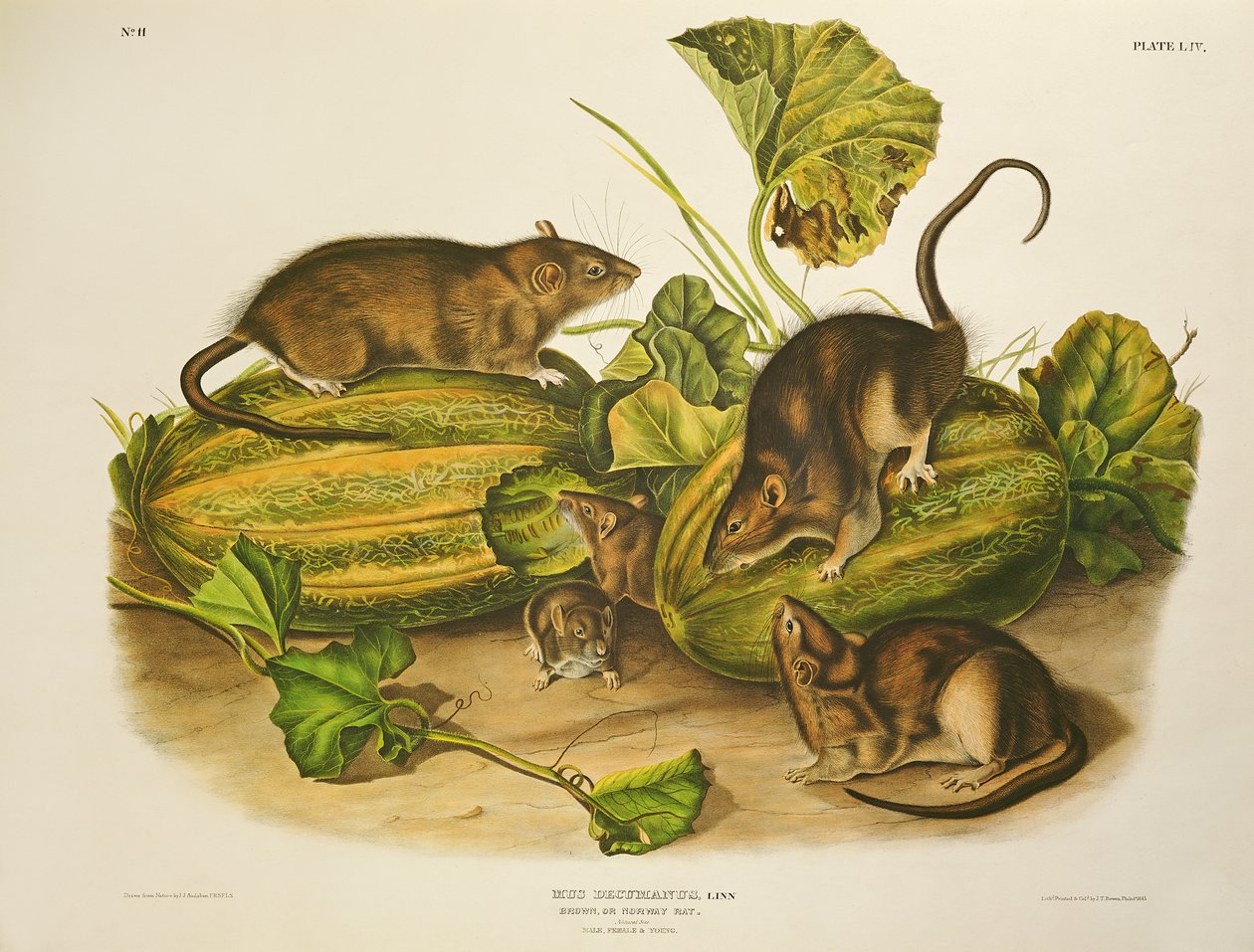 Rata marrón o de Noruega, grabado por John T. Bowen, publicado en 1845 de John James Audubon