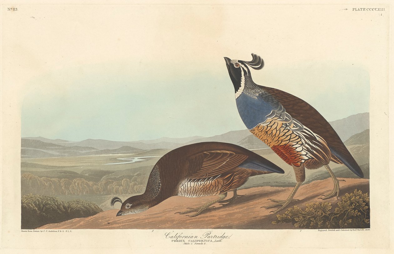 Perdiz californiana, 1838 de John James Audubon