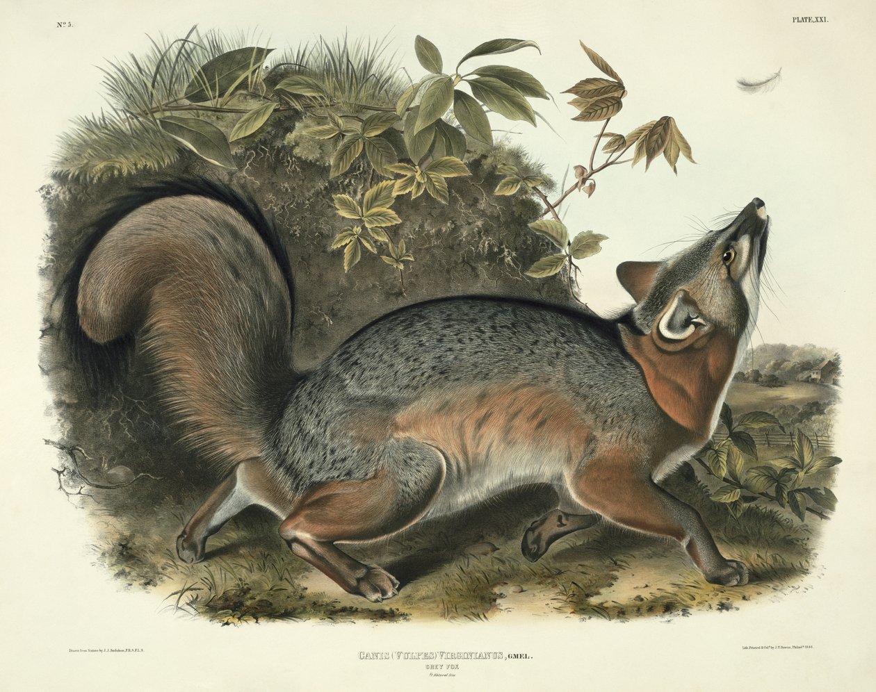 Canis (Vulpes) Virginianus (Zorro gris), lámina 21 de 