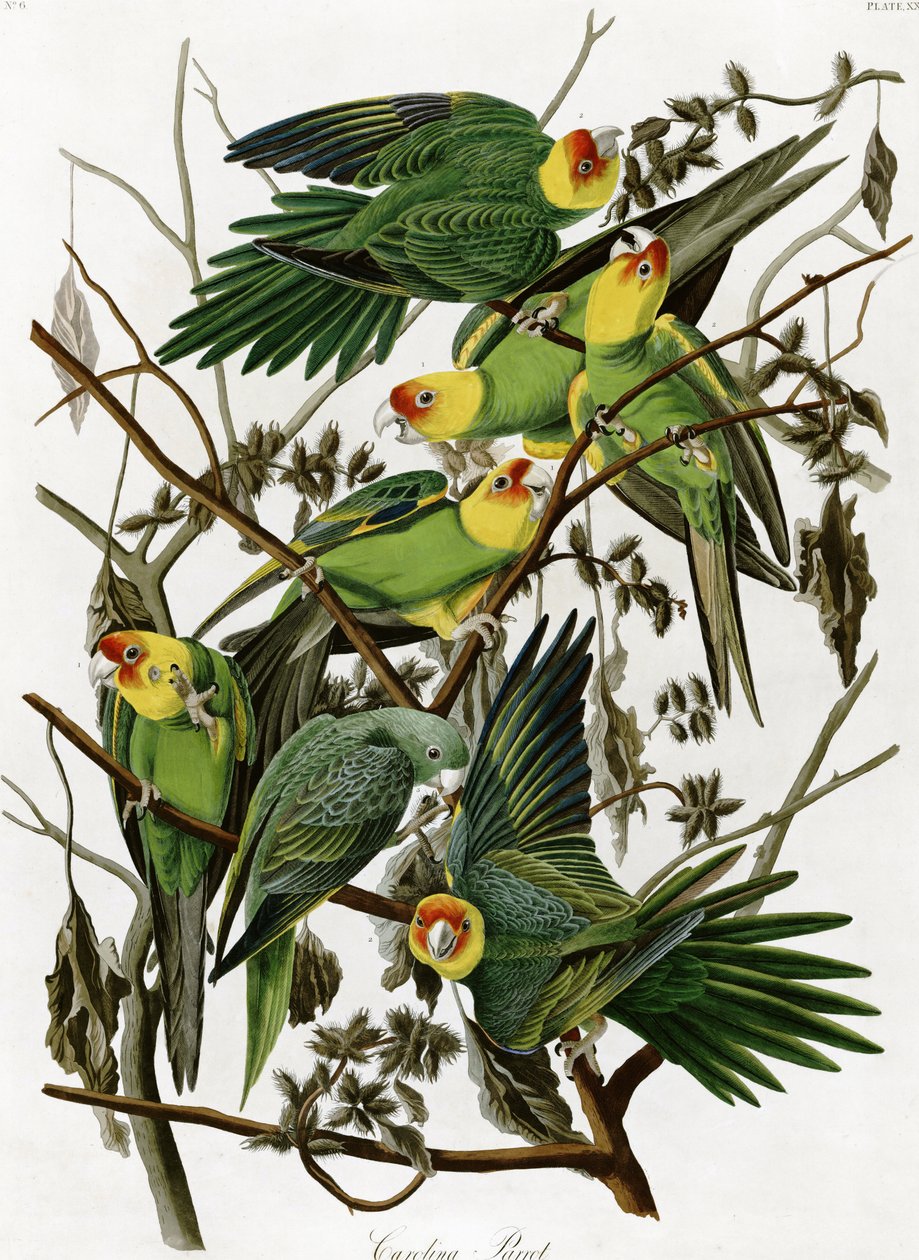 Periquitos de Carolina por John James Audubon (1833) de John James Audubon