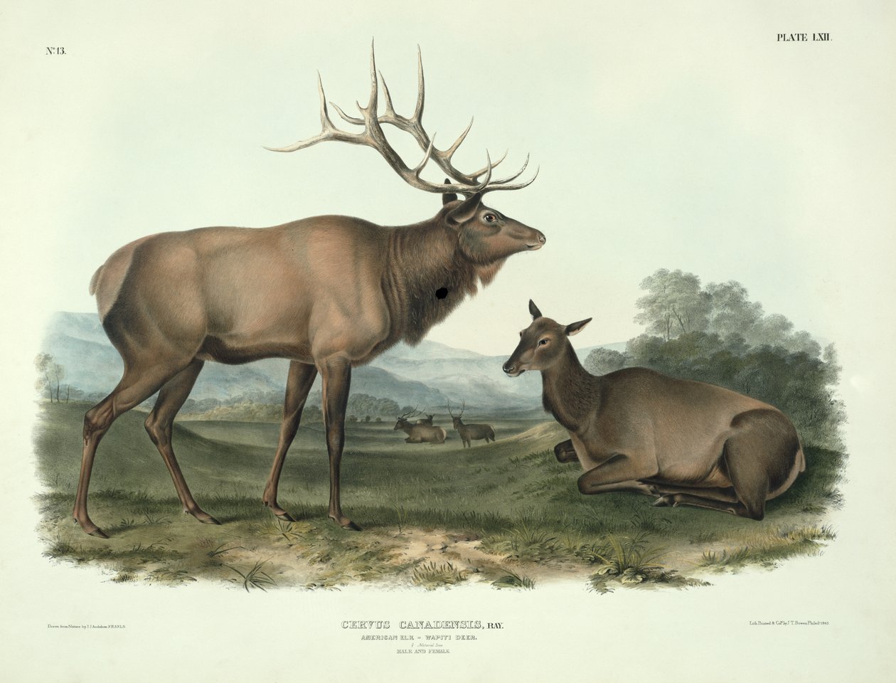 Cervus Canadensis (Alce Americano, Ciervo Wapiti), lámina 62 de 