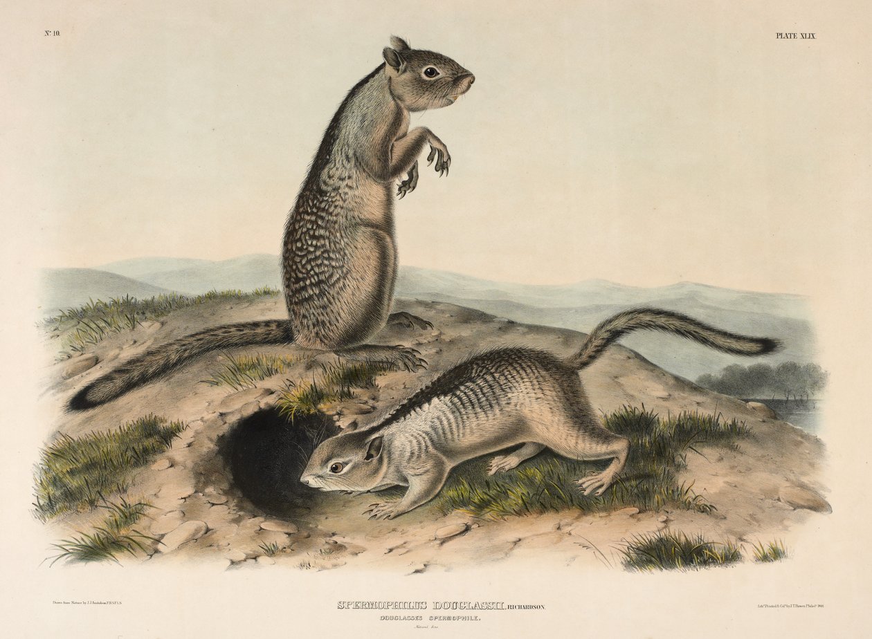 Espermófilo de Douglass (Spermophillus Douglassii), 1844 de John James Audubon