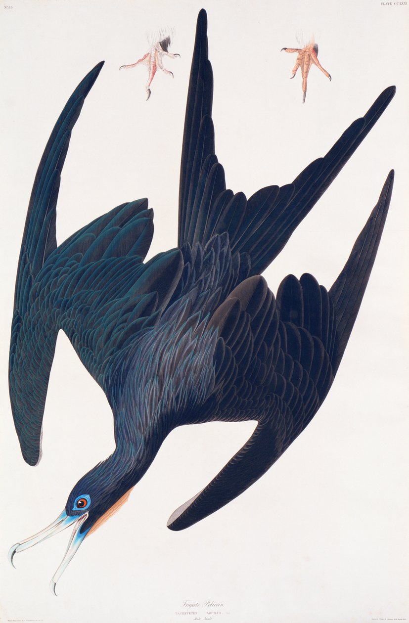 Fragata Pingüino, ilustración de Aves de América, 1835 de John James Audubon
