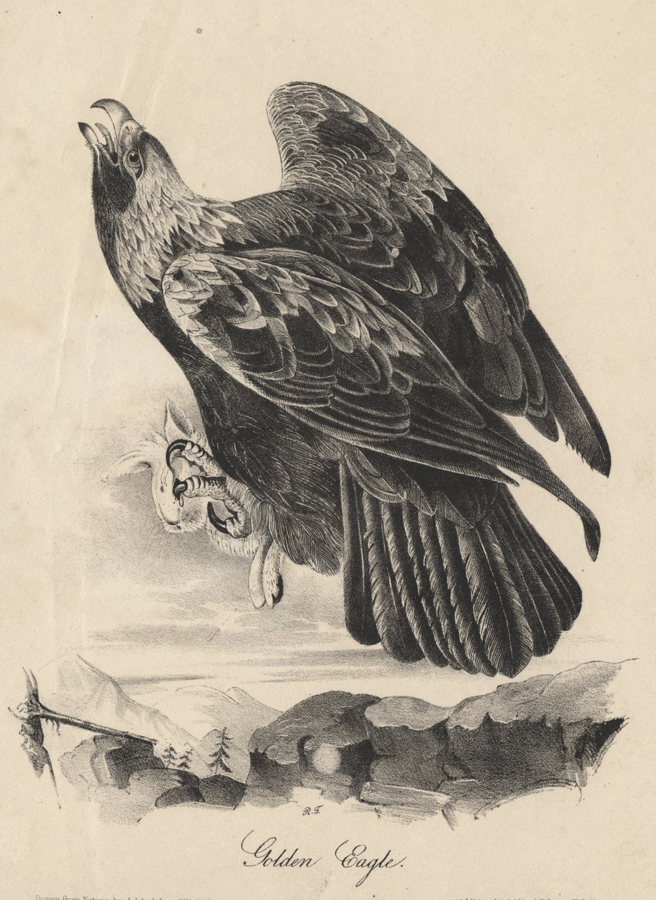 Águila dorada, litografía de J.T. Bowen, de 