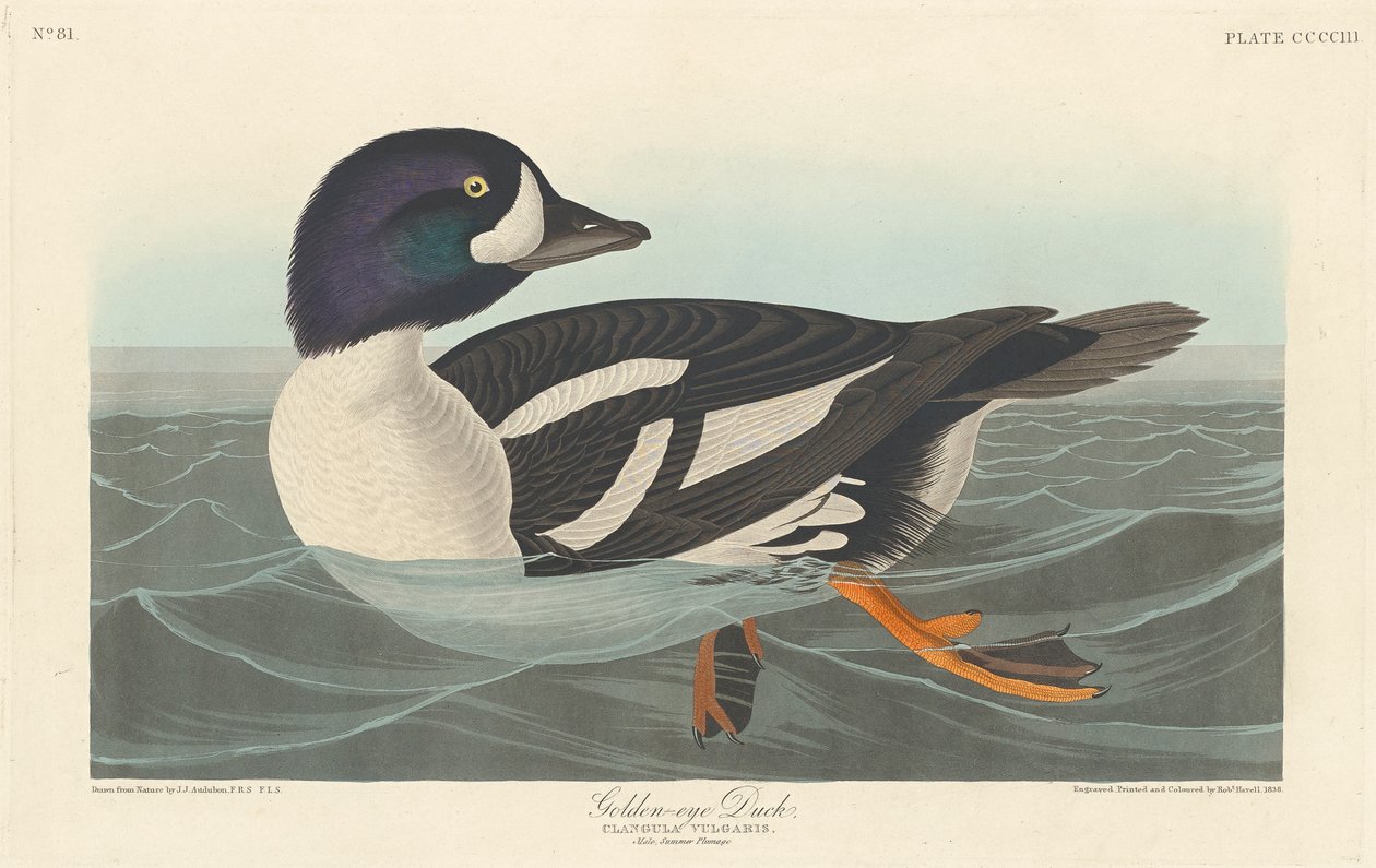 Pato de ojo dorado, 1836 de John James Audubon