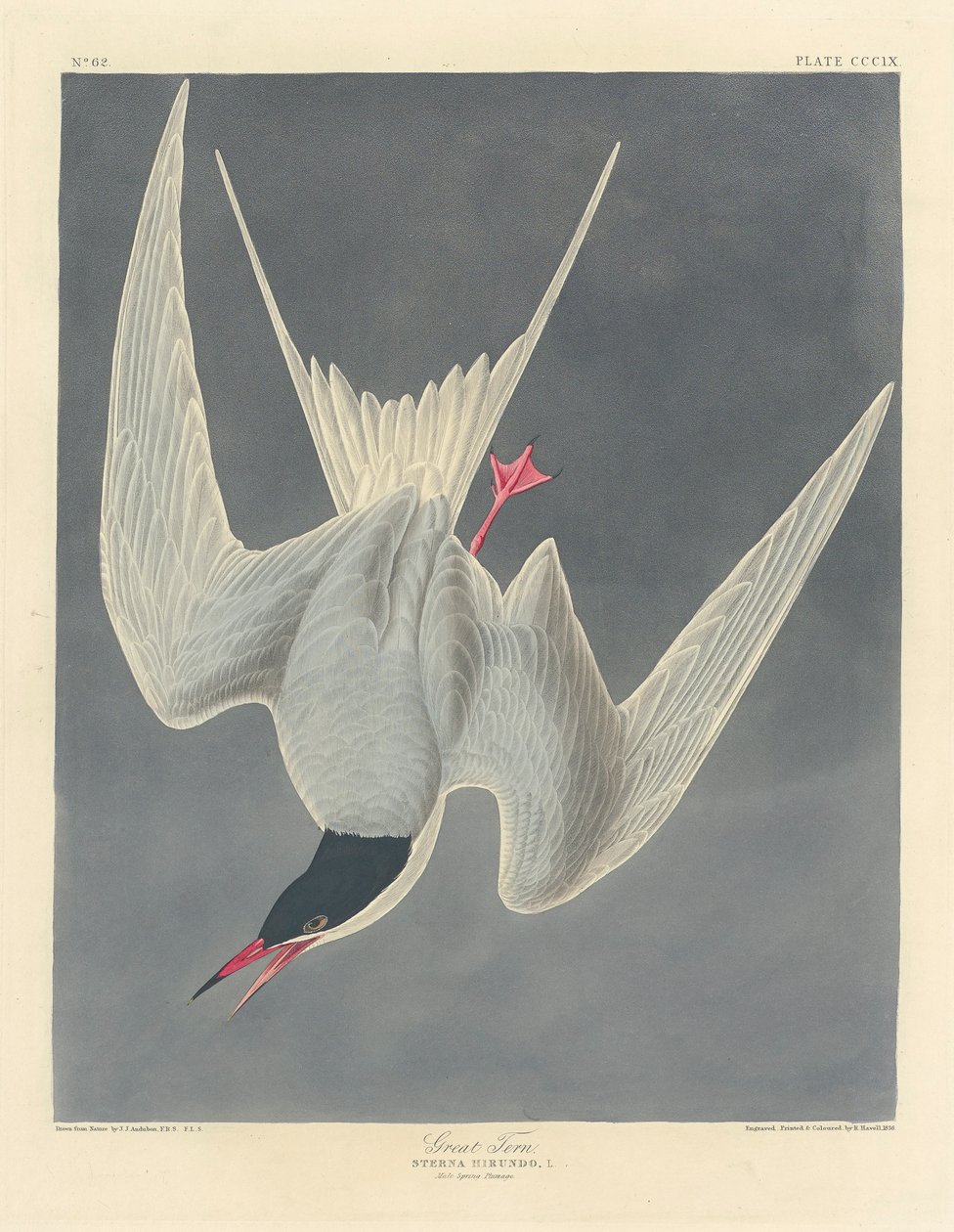 Charrán grande, 1836 de John James Audubon