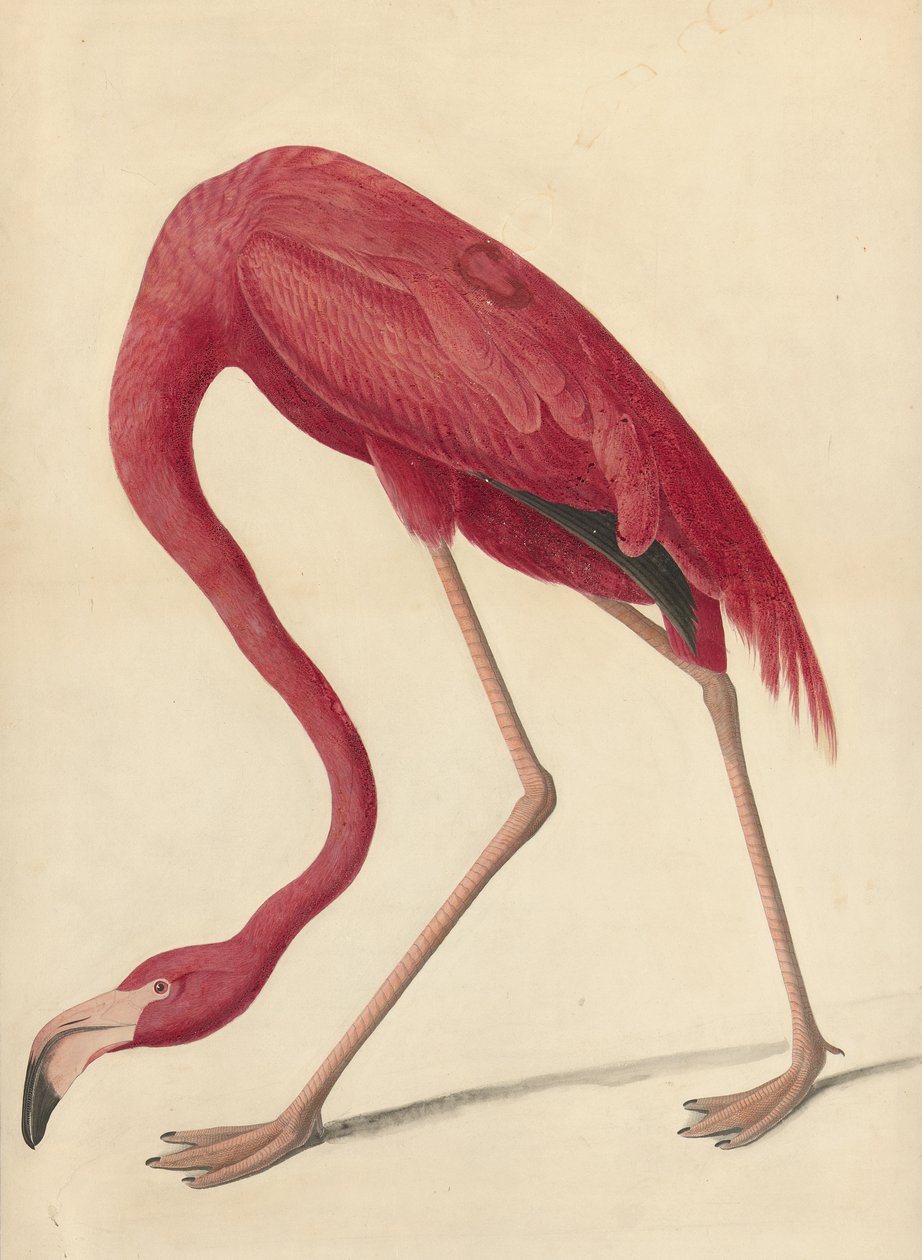 Flamenco mayor, 1838 de John James Audubon