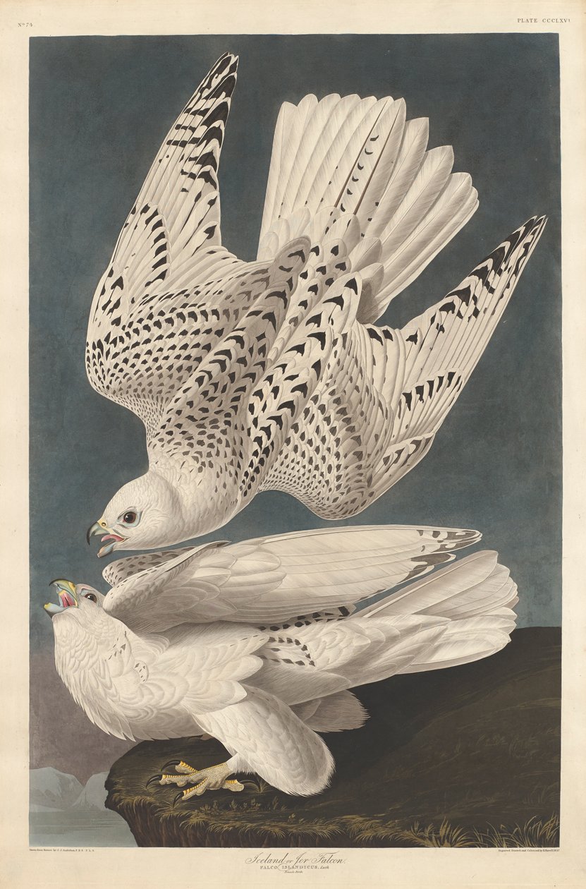 Halcón islandés o jer, 1837 de John James Audubon