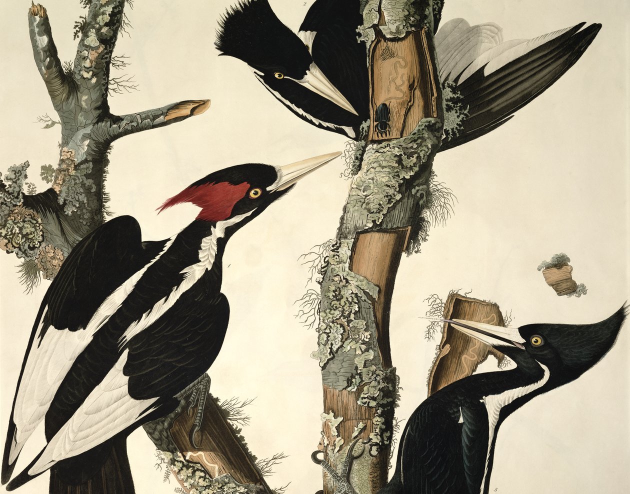 Pájaro carpintero de pico de marfil, de Aves de América, grabado por Robert Havell (detalle) de John James Audubon