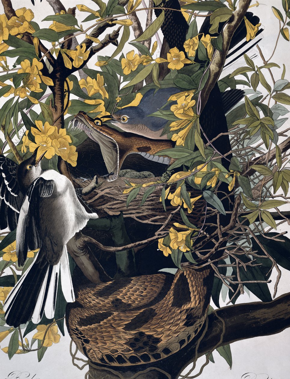 Sinsonte y serpiente de cascabel, de Aves de América, grabado por Robert Havell (detalle) de John James Audubon