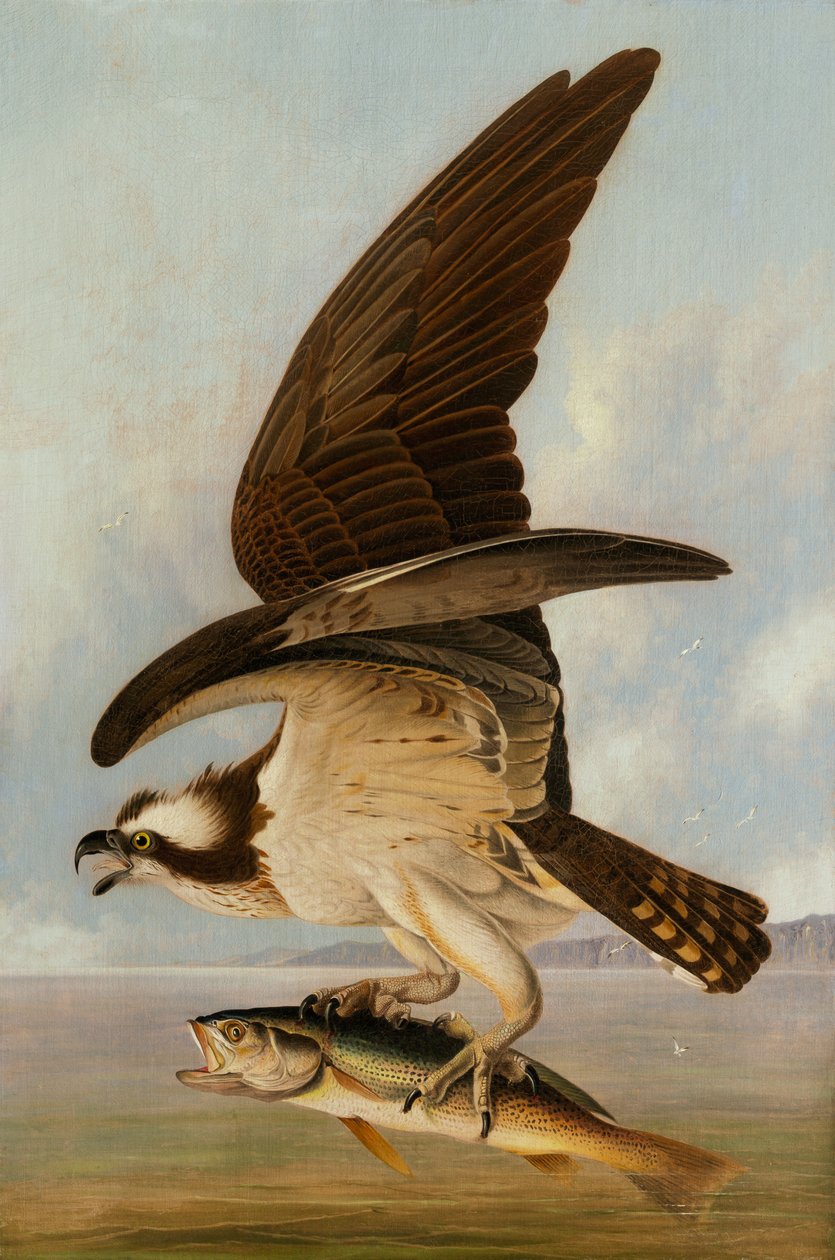Águila Pescadora y Perca Americana, 1829 de John James Audubon
