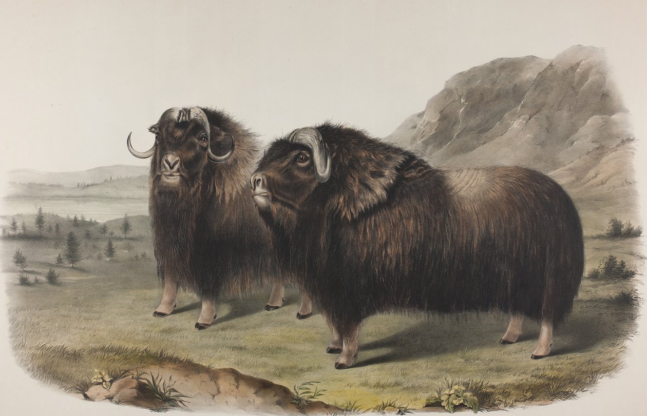 Placa 111. Ovibus Moschatus, Gmel. Buey Almizclero, 1848 de John James Audubon