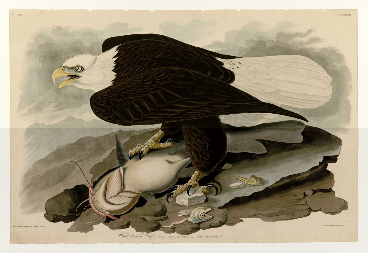 Lámina 31 de Aves de América de John James Audubon que representa Águila de cabeza blanca de John James Audubon