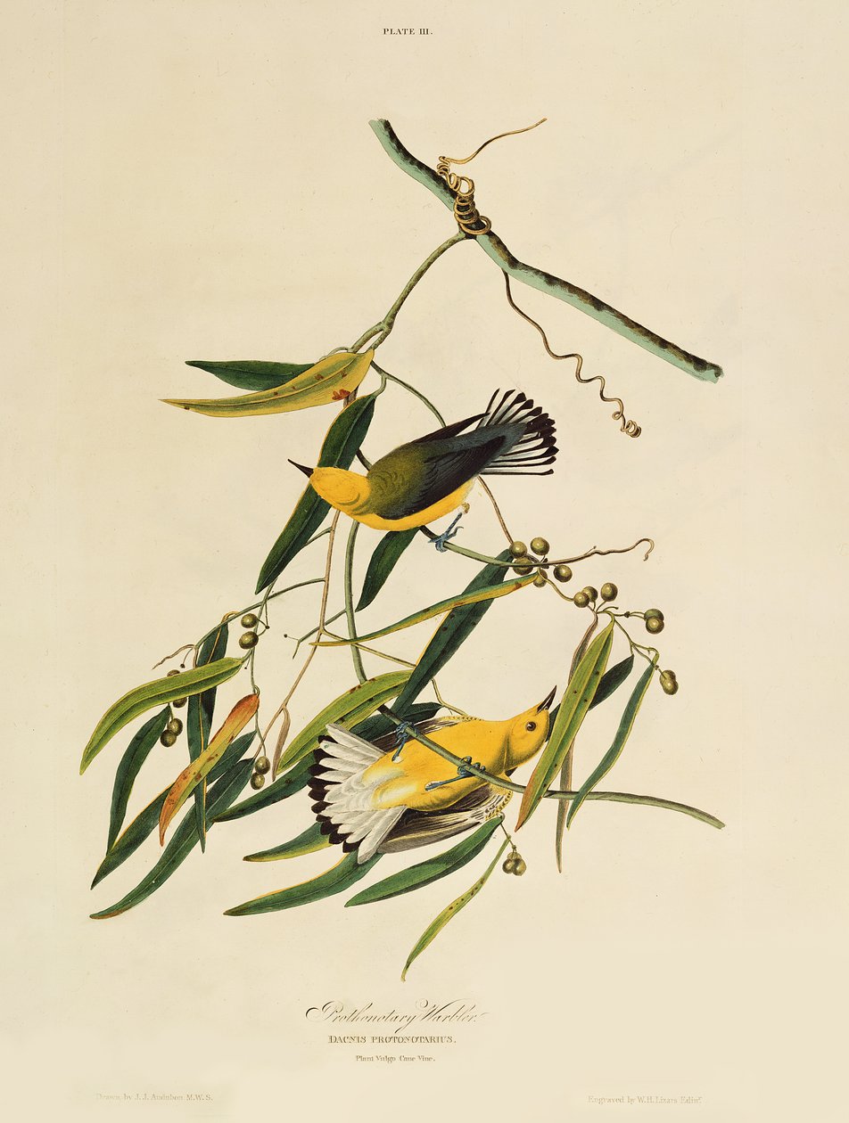 Reinita protonotaria, de 