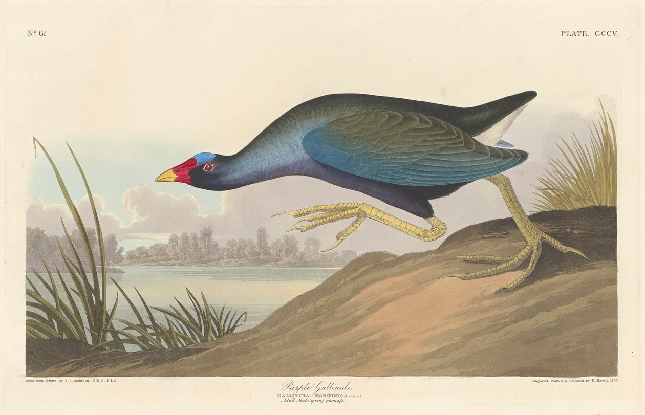 Gallineta morada, 1836 de John James Audubon