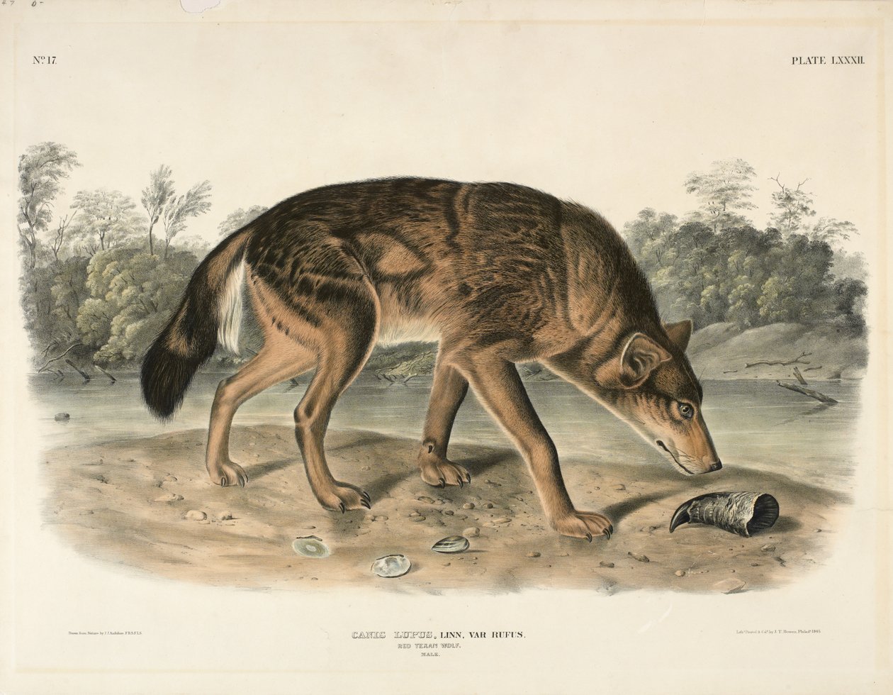 Lobo tejano rojo (Canis Lupus), 1845 de John James Audubon