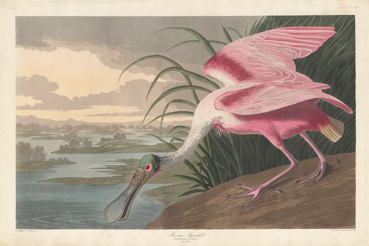 Espátula rosada, 1836 de John James Audubon