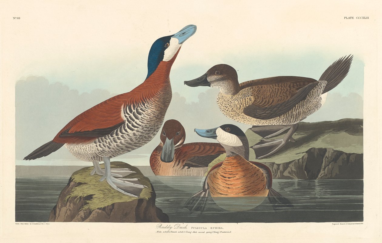 Pato colorado, 1836 de John James Audubon