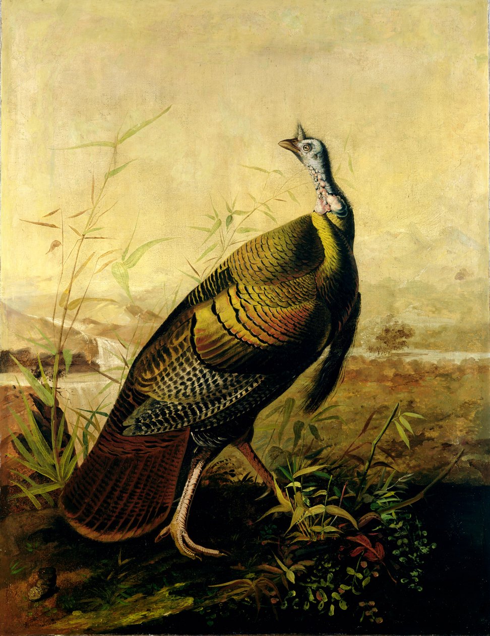 El pavo salvaje americano de John James Audubon