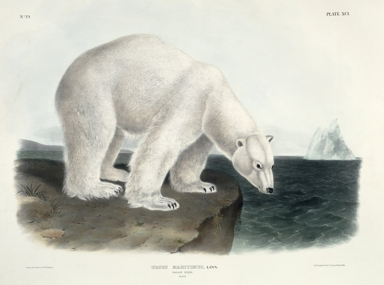 Ursus Maritimus (Oso Polar), lámina 91 de 
