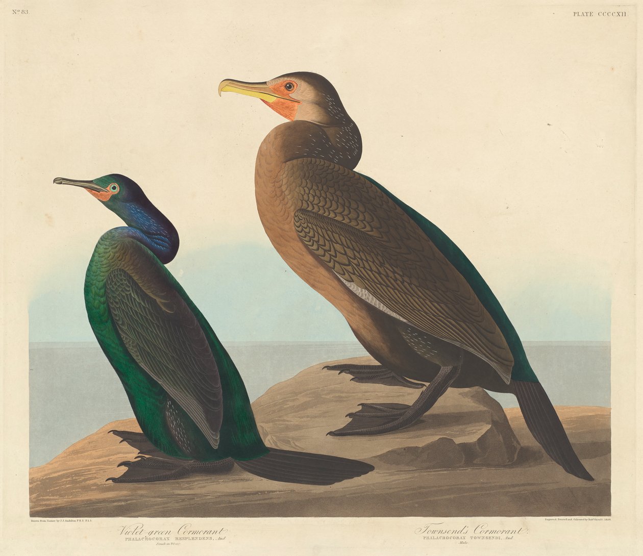 Cormorán verde violeta y cormorán de Townsend, 1838 de John James Audubon