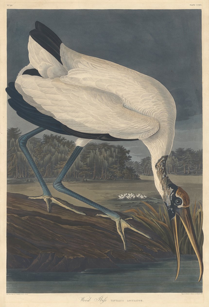 Ibis de bosque, 1834 de John James Audubon