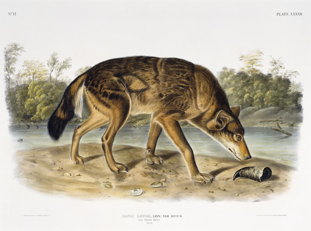 Lobo tejano rojo, 1845 de John James after Audubon
